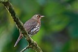 Forest Thrush